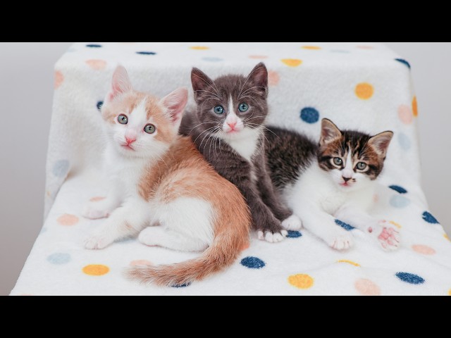 LIVE: 3 moms raising 15 new kittens in one giant pile! 🐾🙀