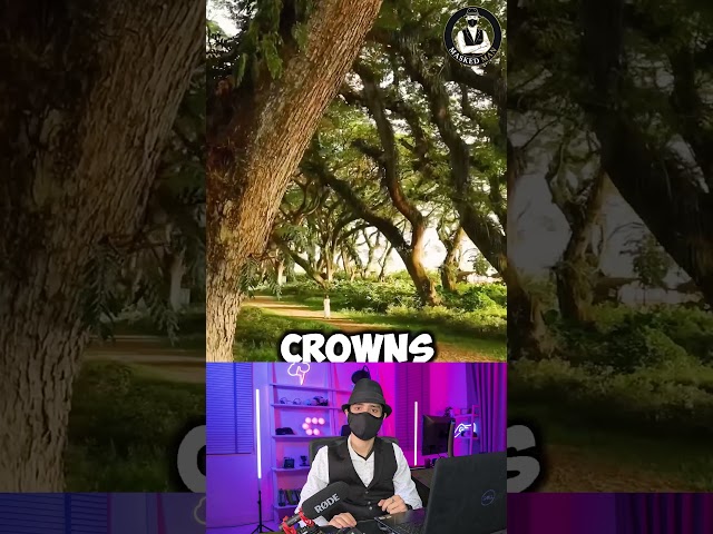 The Trees That Refuse to Touch! 🌳 (Mind-Blowing)