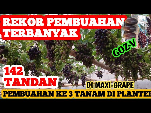 GOZV, SUPER EARLY AND RECOMMENDED GRAPES...ala @MAXI-GRAPE.