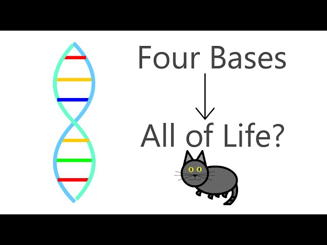 DNA Explained: How Can Four Bases Code For Life?