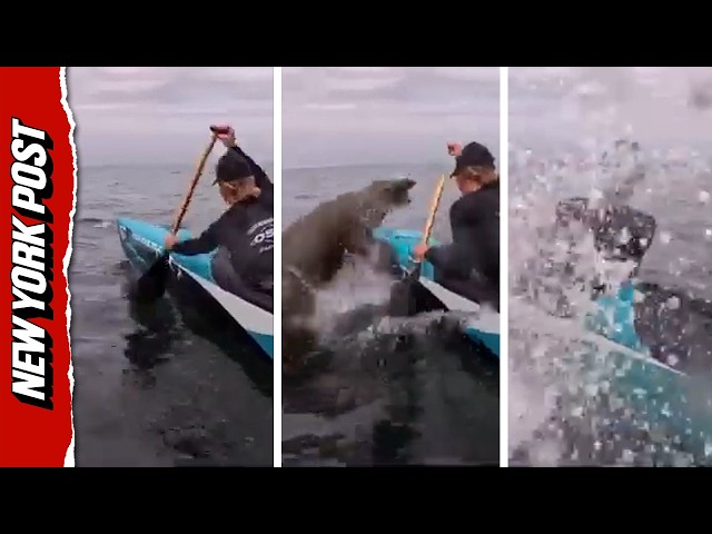 Wild Moment Sea Lion Hijacks Canoe During Race