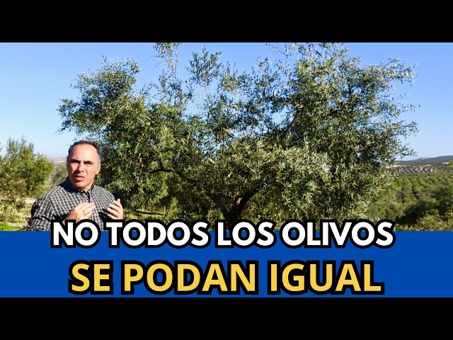Olive Tree Pruning According to Variety: 5 Examples That Make a Difference