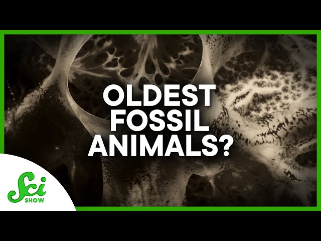 The New Oldest Animal Fossils?