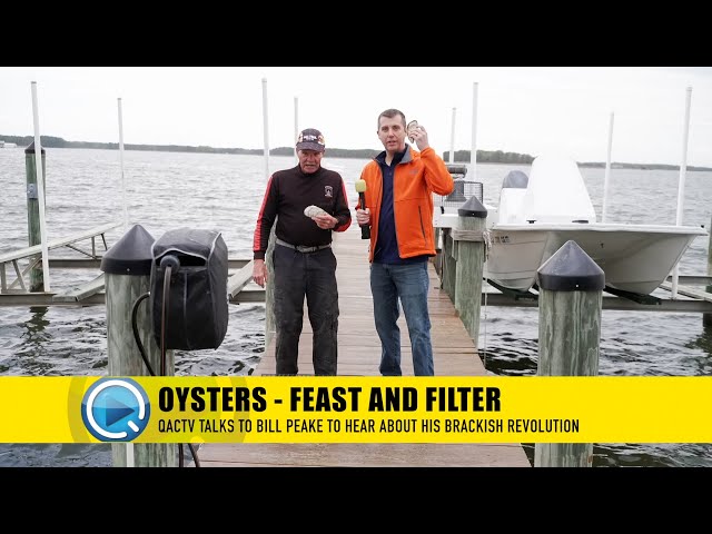 Oysters - Feast and Filter with Bill Peake (2026)