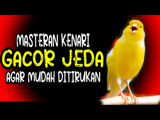 MASTERAN KENARI GACOR JEDA AGAR MUDAH DITIRUKAN UNTUK KENARI MUDA BELAJAR BUNYI