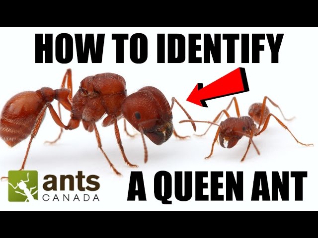 How To Identify a Queen Ant