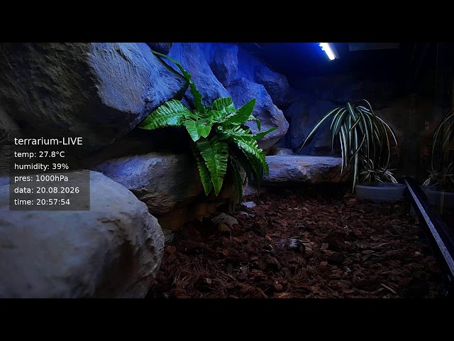 terrarium-LIVE 🔴 20/08/2026 🐍 Ball Python Regius Snake