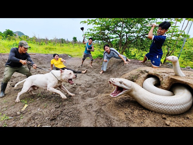 3 Hunters Using Pitbulls to Dig into a Burrow Catch a Giant White Python