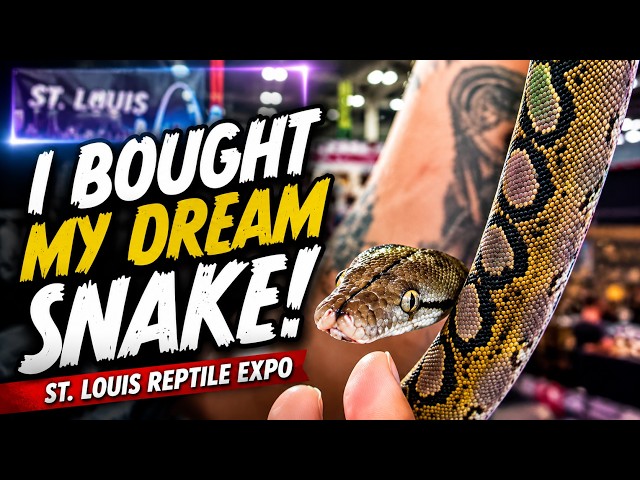 I Bought My DREAM Reticulated Python at the St. Louis Reptile Expo!