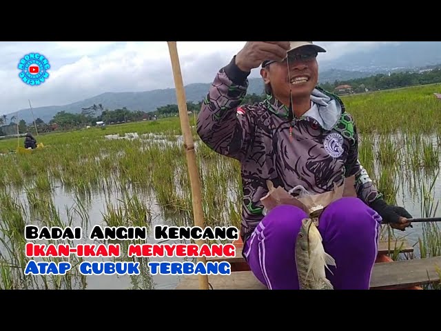 Fish eat after strong winds ‼️ Latest Rawa Pening Fishing @mboncengmancing #95