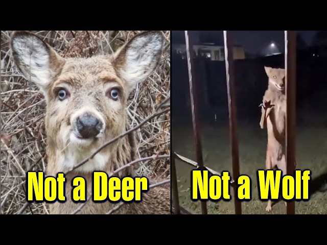 It's Not a Wolf or a Deer, But Something Else! - Cryptid Entity Sightings