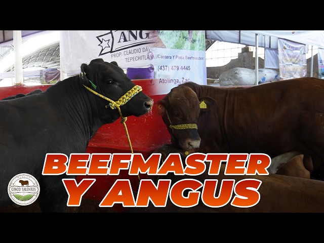 BEEFMASTER VS ANGUS ¿CUÁL ES MEJOR? | Rancho Cinco Talentos | Ganadería