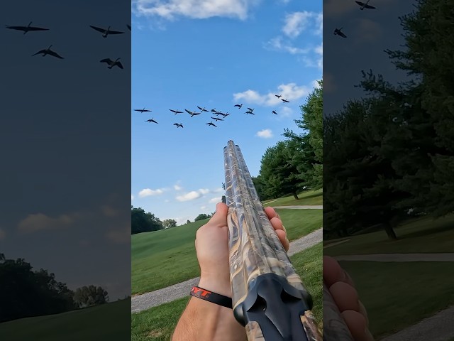 Dropping Geese On The Fly By! #hunting #huntingseason #hunters #waterfowl #geese #goose #hunt #like