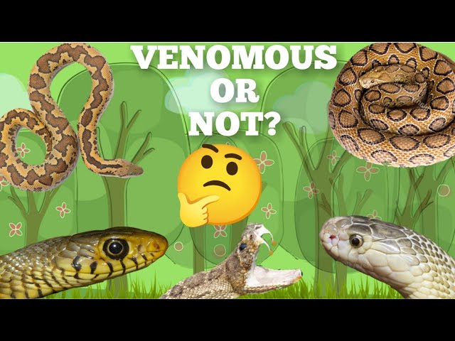 How to identify Venomous and Non-venomous snake | Snake Identification | Snake Quiz | BSc Zoology