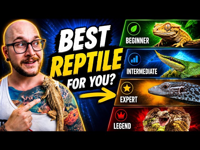 Beginner vs Intermediate vs Expert Reptiles