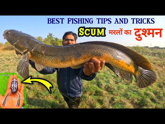 बड़ी मछली पकड़ने का तरीका | Big Snakehead Catch Techniques | Murrel Fishing Video | Fishing Rod tips