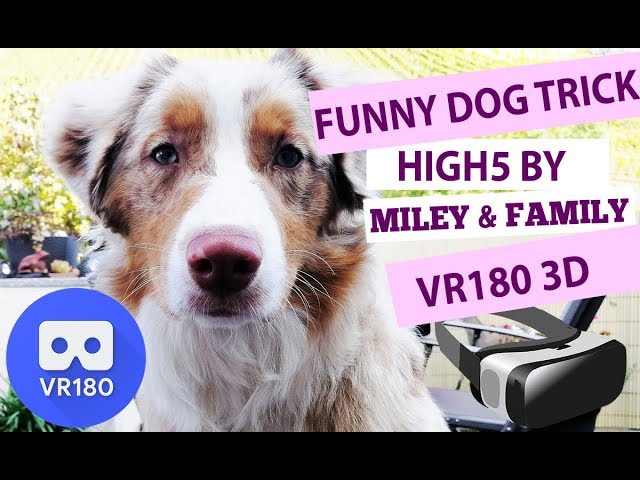 VR180 3D Video: High Five - Dog tricks by Miley & Friends