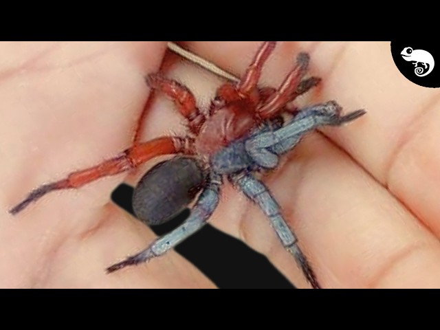 Two Spiders in One Body? Zoologist Explains