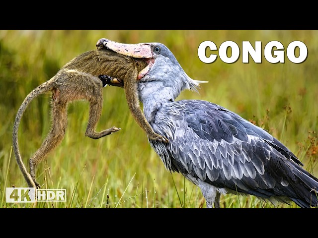 WILD CONGO | Predators That Rule the Most Dangerous Jungle | Nature Animal Documentary