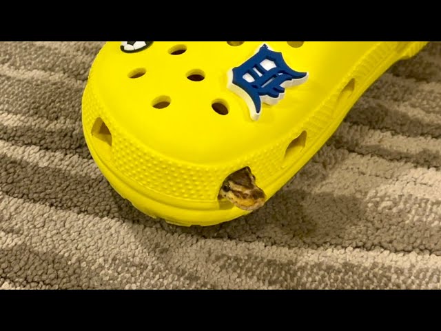Arnold the Ball Python vs a Croc