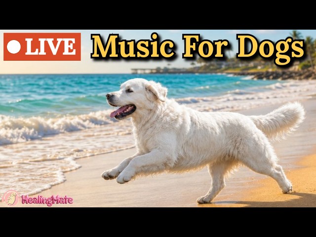 🔴24/7 Dog Music🎵🐶Calming Music for Dogs🐶💖Eases Separation Anxiety🦮Soothing Music for Dog🔴16
