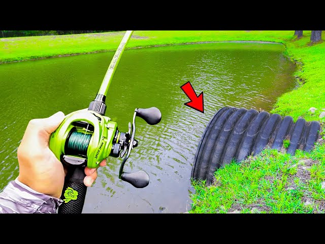 This TROPHY Pond is LOADED w/ GIANT Bass (Bank Fishing)