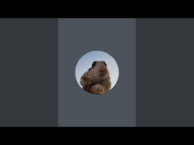 Tituthegangsterabbit is live