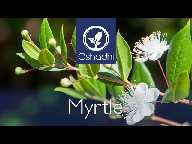 Myrtle (Myrtus communis) | Essential-Oil-Plant Portrait by Dr. Malte Hozzel