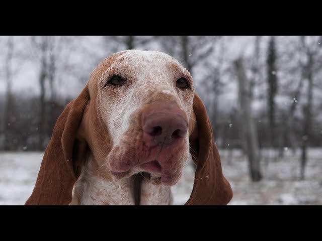 GH5s | super slow motion 240fps (upscaled 4k) on snow with Bracchi Italiani