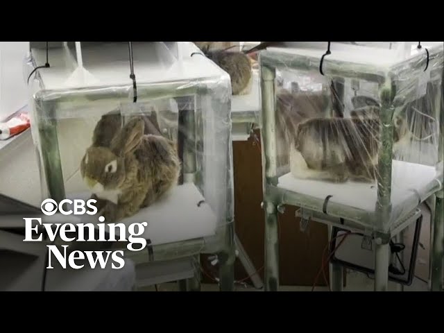 Florida using robotic rabbits to help capture invasive Burmese pythons