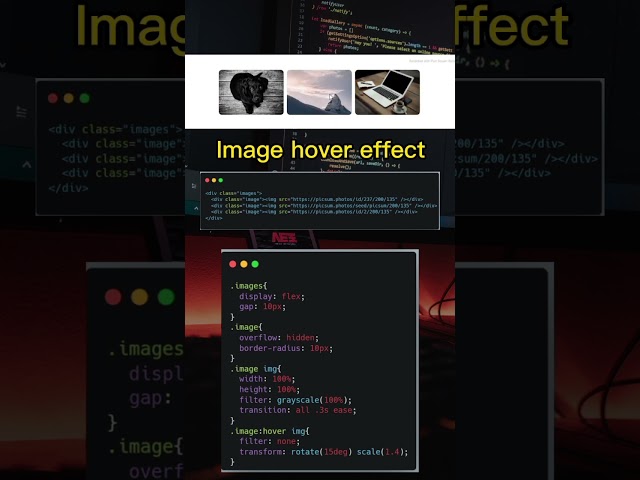 Image hover effect #css #coding #programming #html #codinglife #developer #animation #shorts