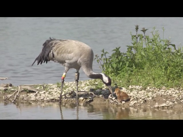 Cranes return to the UK due to rewilding effort (UK) 2/Apr/2026