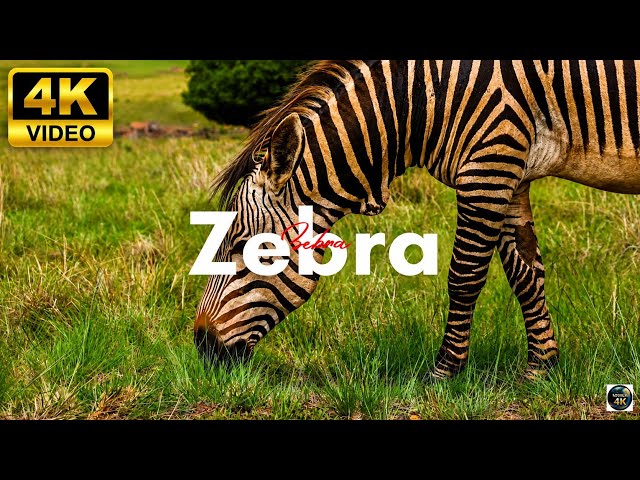 Zebra 4K VIDEO 🦓