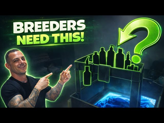 Whelping puppies like a pro! - Inside My Whelping Room !