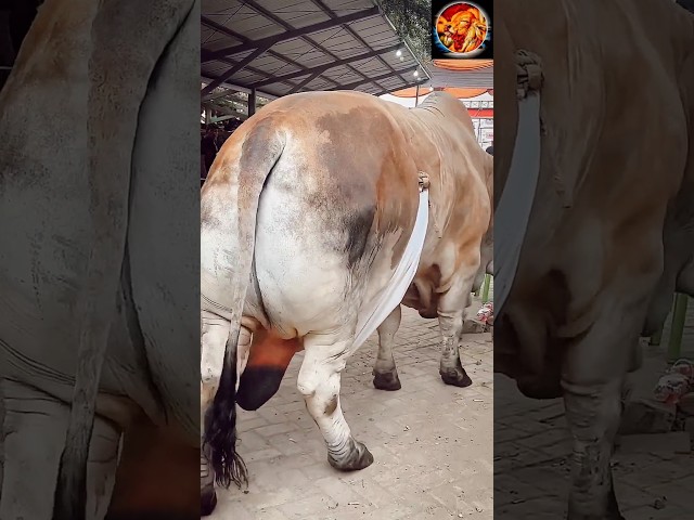 big bahama cow 🔥🐂#cow #animals #shorts #viralvideo #foryou #2024