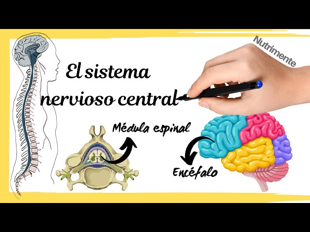 CENTRAL Nervous System [Spinal cord and brain]