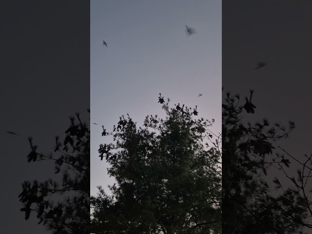 Nocturne No. 20(2/2) In C Sharp Minor. Op. Post. · Sarah ChangㆍSandra RiversㆍNathan MilsteinㆍChopin