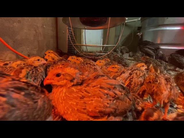 Raising Bobwhite quail! From eggs to full grown