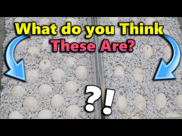 We're Given MYSTERY Eggs to Hatch!