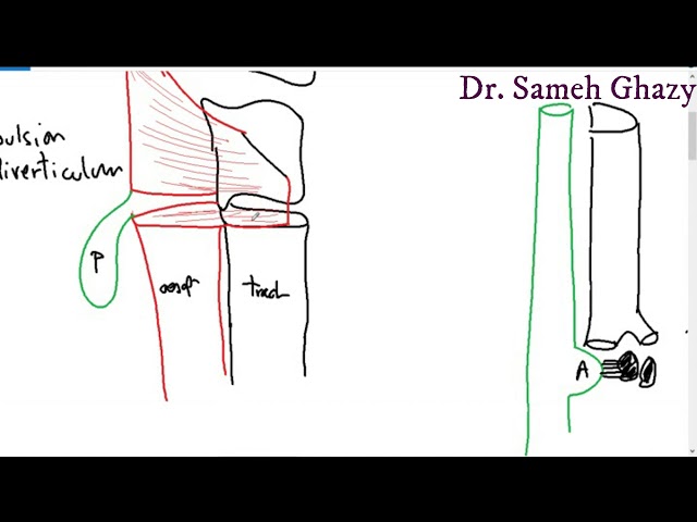 Systemic pathology 14 : GIT 1  ( oesophageal inflammation and obstruction) DR.SAMEH GHAZY