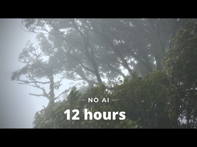 WIND SOUNDS for 12 Hours, Sound of Wind for Relaxing, Sleep, Study. Windy Sound