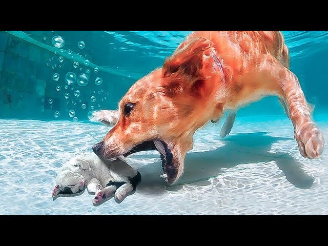 Increíbles Animales Salvando A Otros Animales