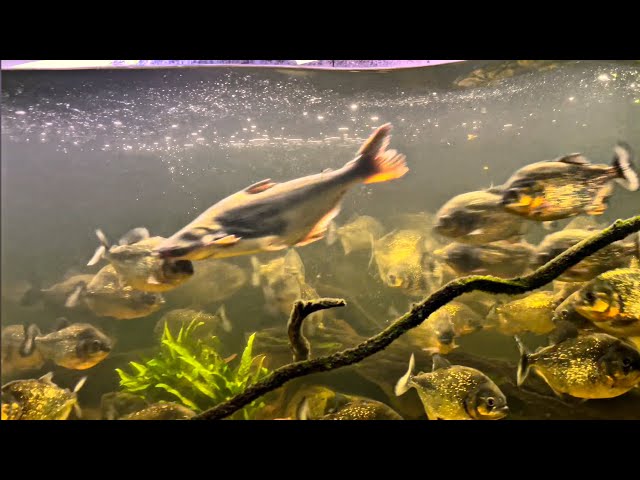 PIRANHA FEEDING FRENZY: Iridescent Shark Survive the Bite?
