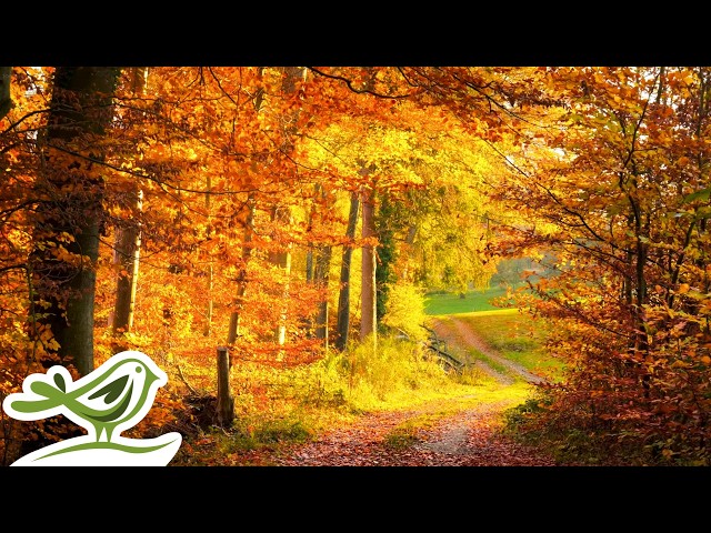 Peder B. Helland - Enchanted Forest (Instrumental Version) | 1 Hour of Relaxing Fantasy Music