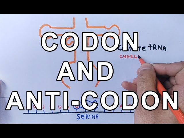 ¿Qué es un codón y un anticodón? Diferencias y funcionamiento explicados.