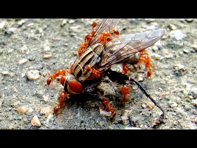Giant Fly Can’t Fly… Then the Ants Arrived! 😳🐜🪰