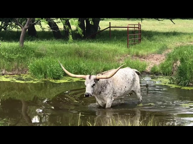 Texas longhorn calf crossing the creek
