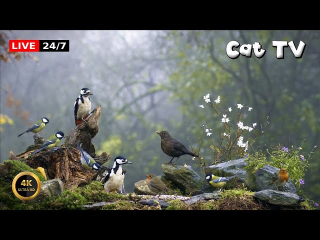 🔴24/7 LIVE Cat TV 😺 Birds In The Mist
