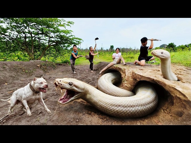 3 Brave Hunters Use a Pitbull to Capture 2 Ferocious Giant White Pythons