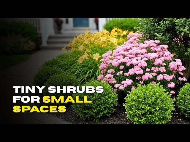 🤯 7 Tiny Shrubs for MASSIVE Garden Impact Even in Small Spaces!